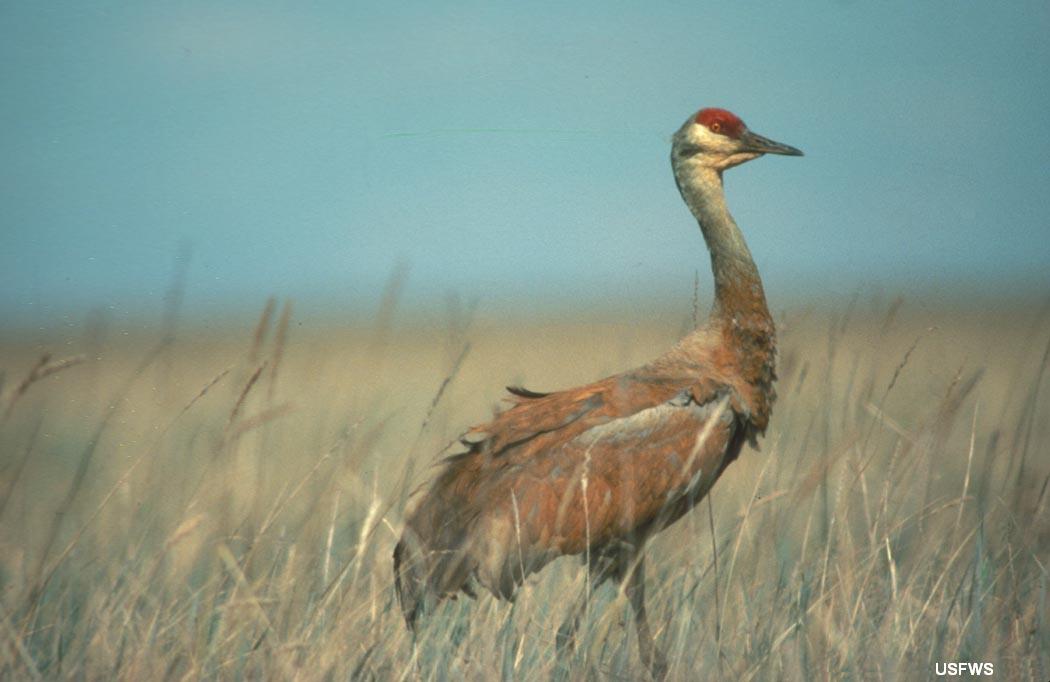 Greater Sandhill Crane